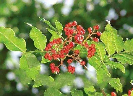 开云电竞官方网站