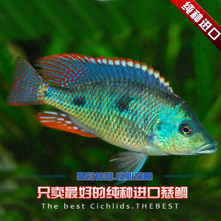 远海联合训练编队的海军水兵们在大洋上如何过年?:开云电竞官方网站(图1) 开云电竞