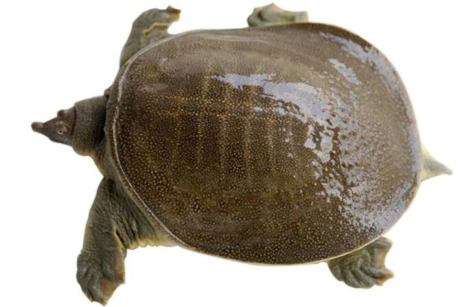 解放军已成全球最强军队之一国家会怎么用:开云电竞(图2) 开云电竞中国