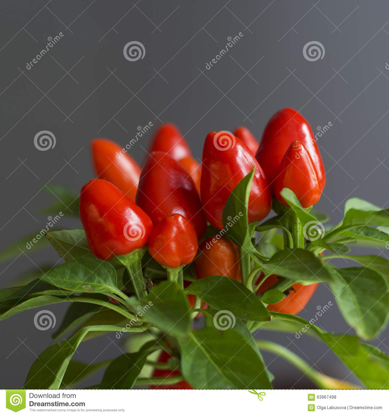 “开云电竞官方网站”纪念二战德国总统请求波兰宽恕波兰:赔8500亿美元(图2) 开云电竞中国