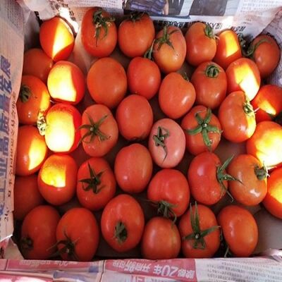 特朗普提议派美军赴墨西哥打击贩毒墨西哥总统拒绝|开云电竞(图3) 开云电竞